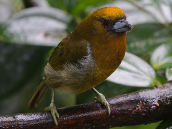 <h3><a href="/trips/costa-rica/biota/animalia/chordata/aves/039 piciformes/004 semnornithidae/semnornis frantzii/semnornis frantzii-nl.html">Semnornis&nbsp;frantzii</a> / Prong‑billed&nbsp;barbet / Tandsnavelbaardvogel</h3>OM-1 Mark II met OLYMPUS M.150-400mm F4.5, 1/250 sec  bij F4.5, ISO 10000, afstand 4.42&nbsp;m